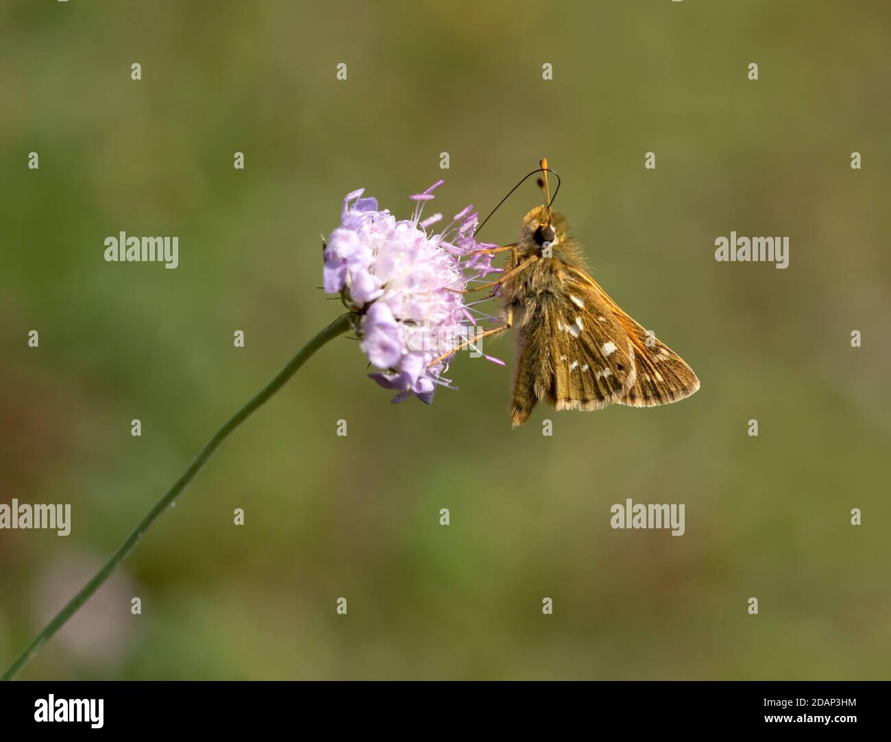 Farfalla dello skipper argentata (Hesperia comma), nectaring on Devil's bit scabious (Succisa pratensis), Queensdown Warren, Kent Wildlife Trust, UK Foto Stock