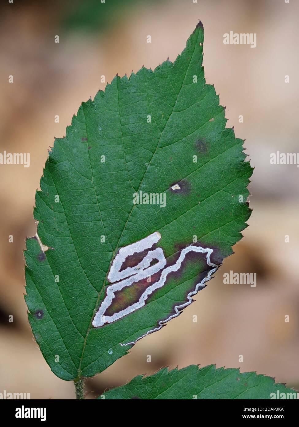 Foglie di bramble, con larve di falena da miniera (Stigmella aurella), Queensdown Warren Kent Wildlife Trust, UK, immagine a fuoco sovrapposta Foto Stock