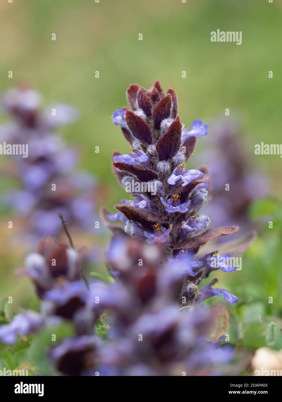 Bugle (Ajuga reptans) in fiore, Queensdown Warren Kent Wildlife Trust, Regno Unito Foto Stock