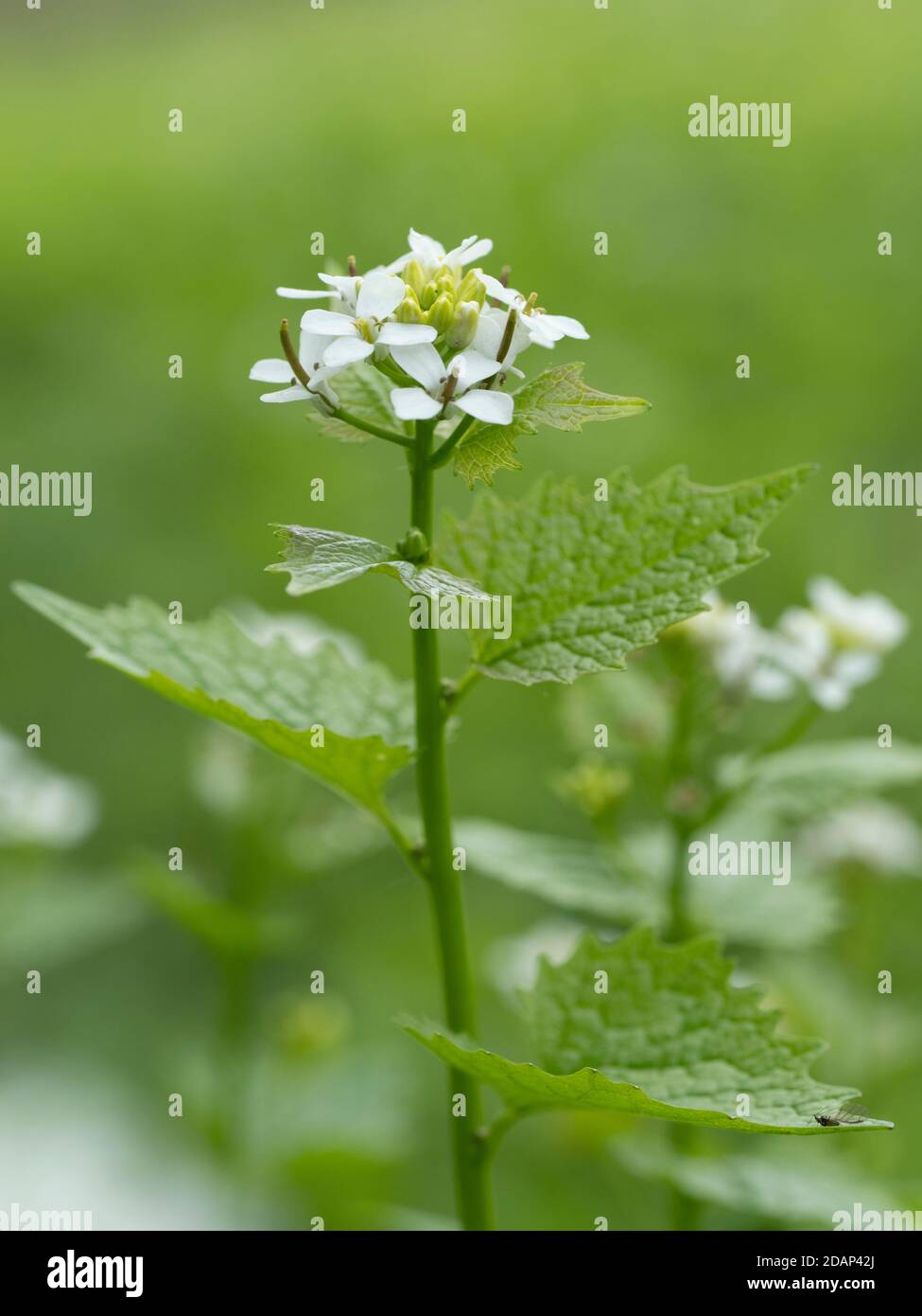 Aglio senape / Jack dal Hedge (Alliaria petiolata) in fiore, Queensdown Warren Kent Wildlife Trust, Regno Unito Foto Stock