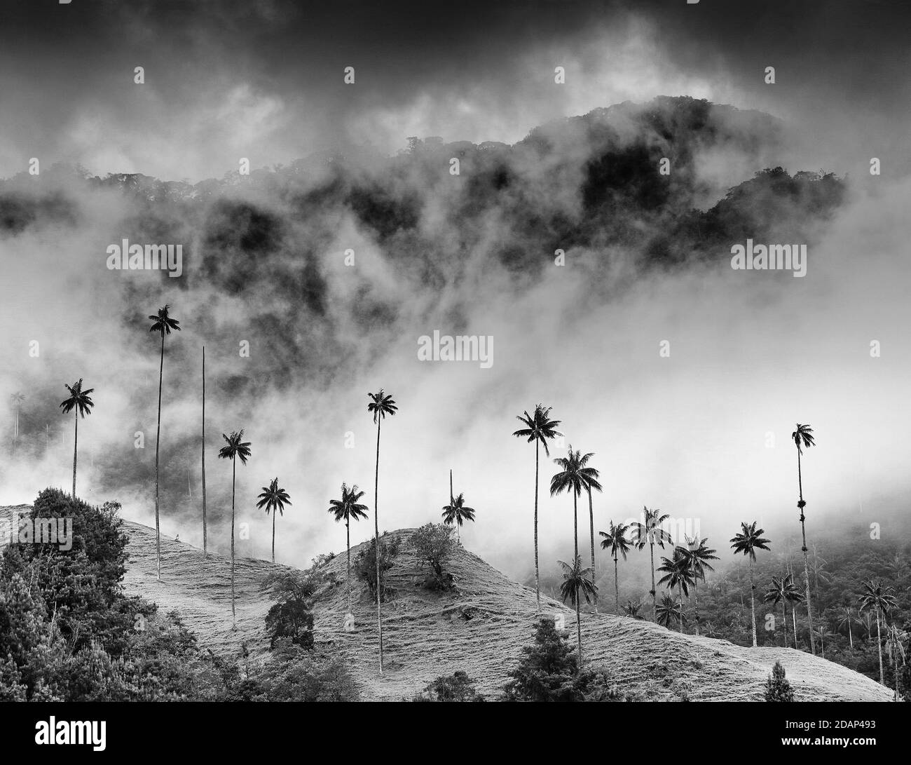 Paesaggio nuvoloso della valle di Cocora, Salento, Colombia, Sud America Foto Stock