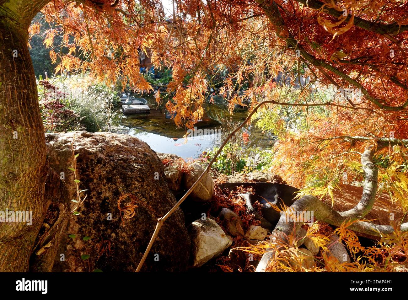 Herbstlaub an einem Fächerahorn (Acer palmatum) Foto Stock