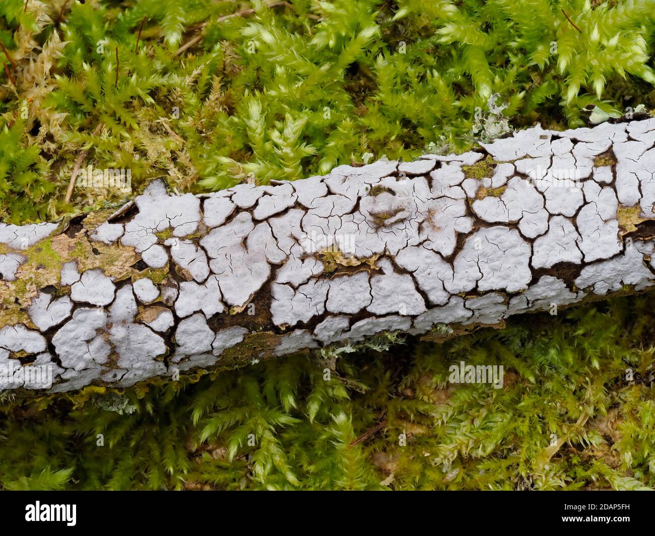 Lichene sul ramo dell'albero caduto, sul muschio, le larches, Kent Wildlife Trust, Regno Unito Foto Stock