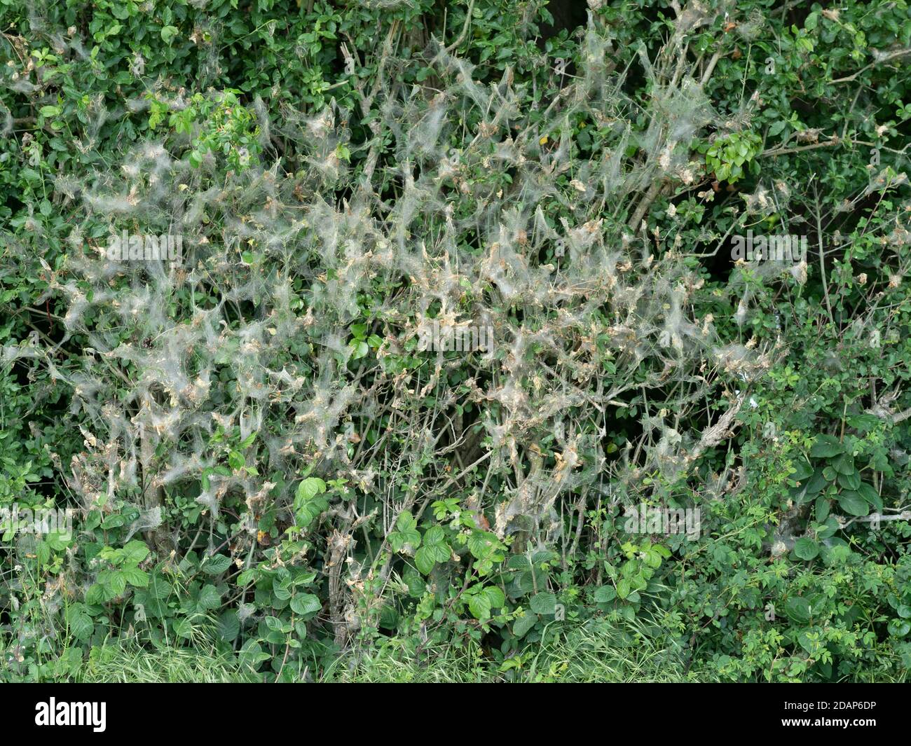 Larve di nido di falena dalla coda bruna (Euproctis crisorroea), Woolwich Green, Kent UK, grande nido comunale per la protezione Foto Stock