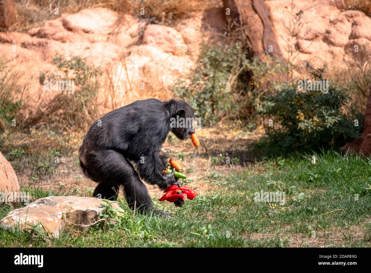 WalkingChimpanzee che porta qualche frutto in bocca e nelle mani. Parco zoologico ATTICA. Foto Stock