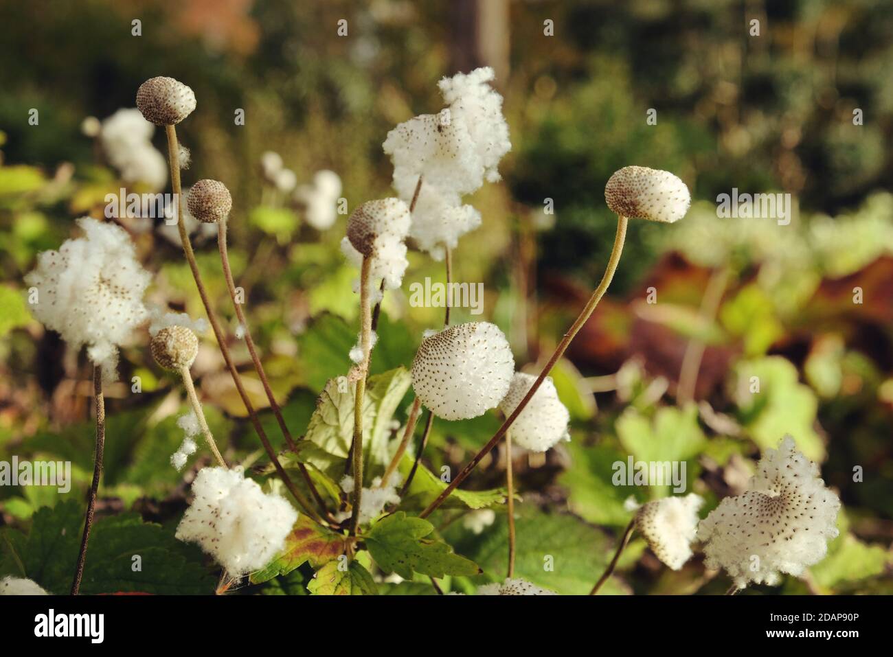 Un macro shot di una capsula di semi di anemone giapponese Foto Stock