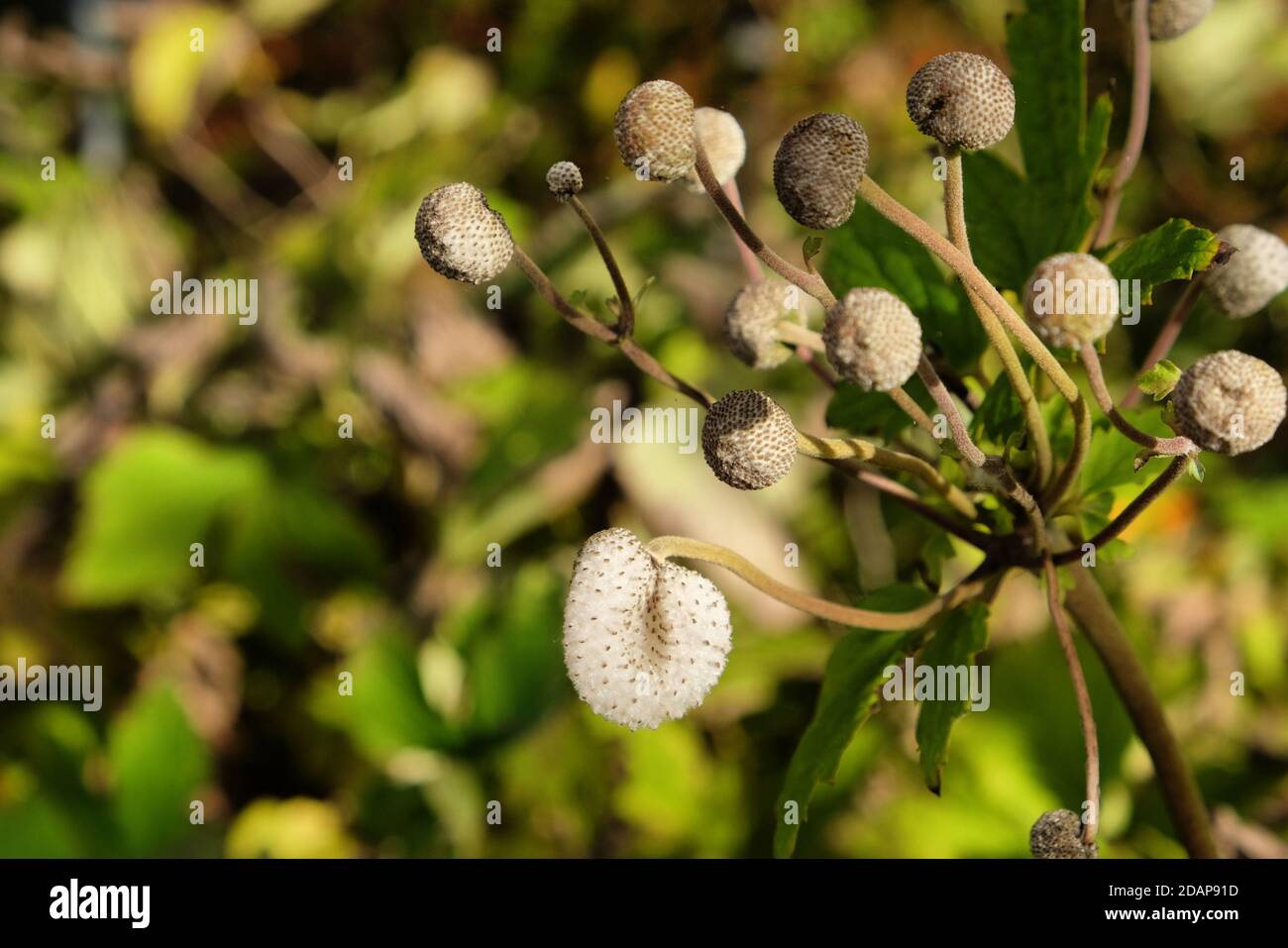 Un macro shot di una capsula di semi di anemone giapponese Foto Stock