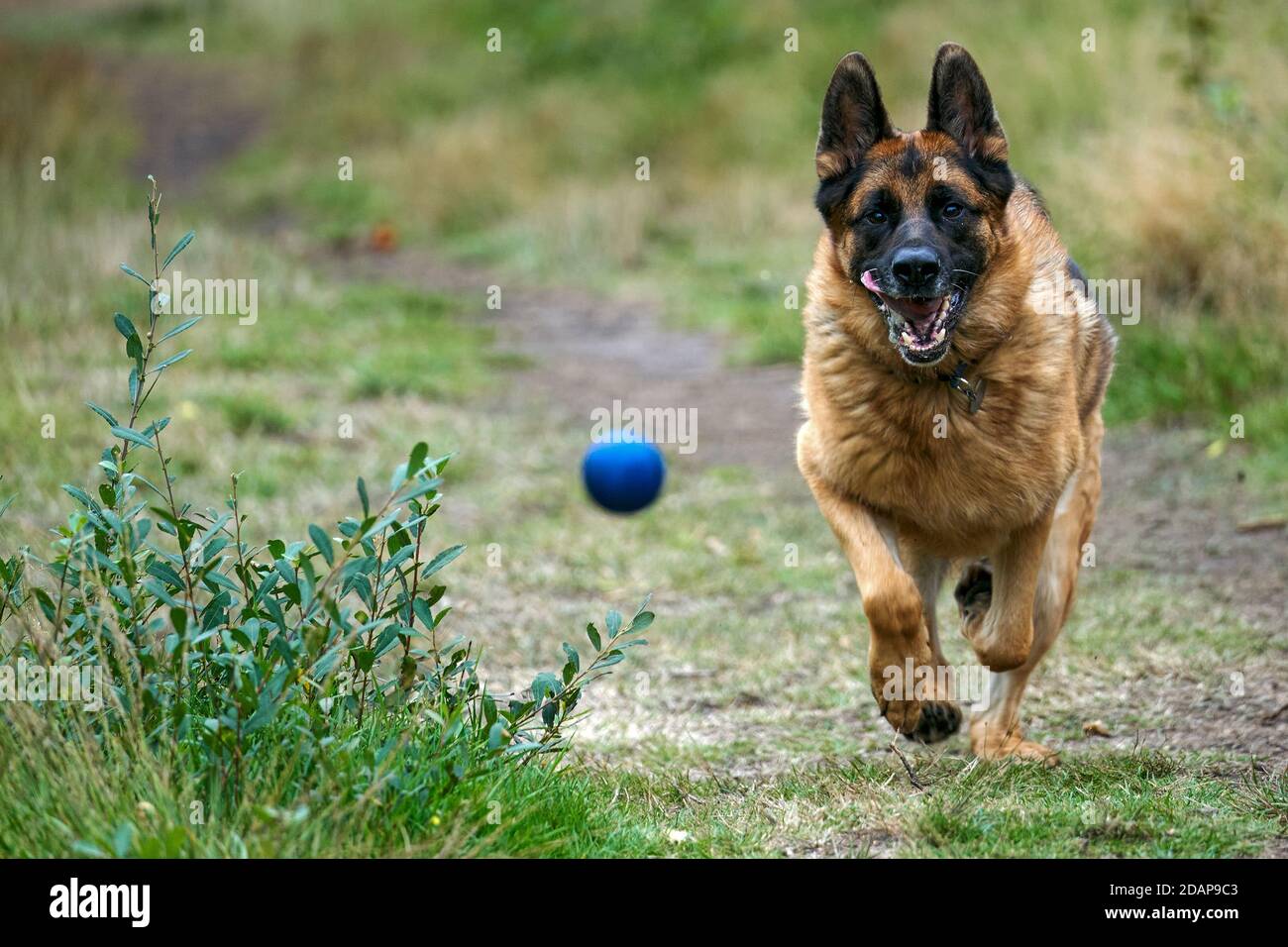 Cane a caccia di sfera Foto Stock