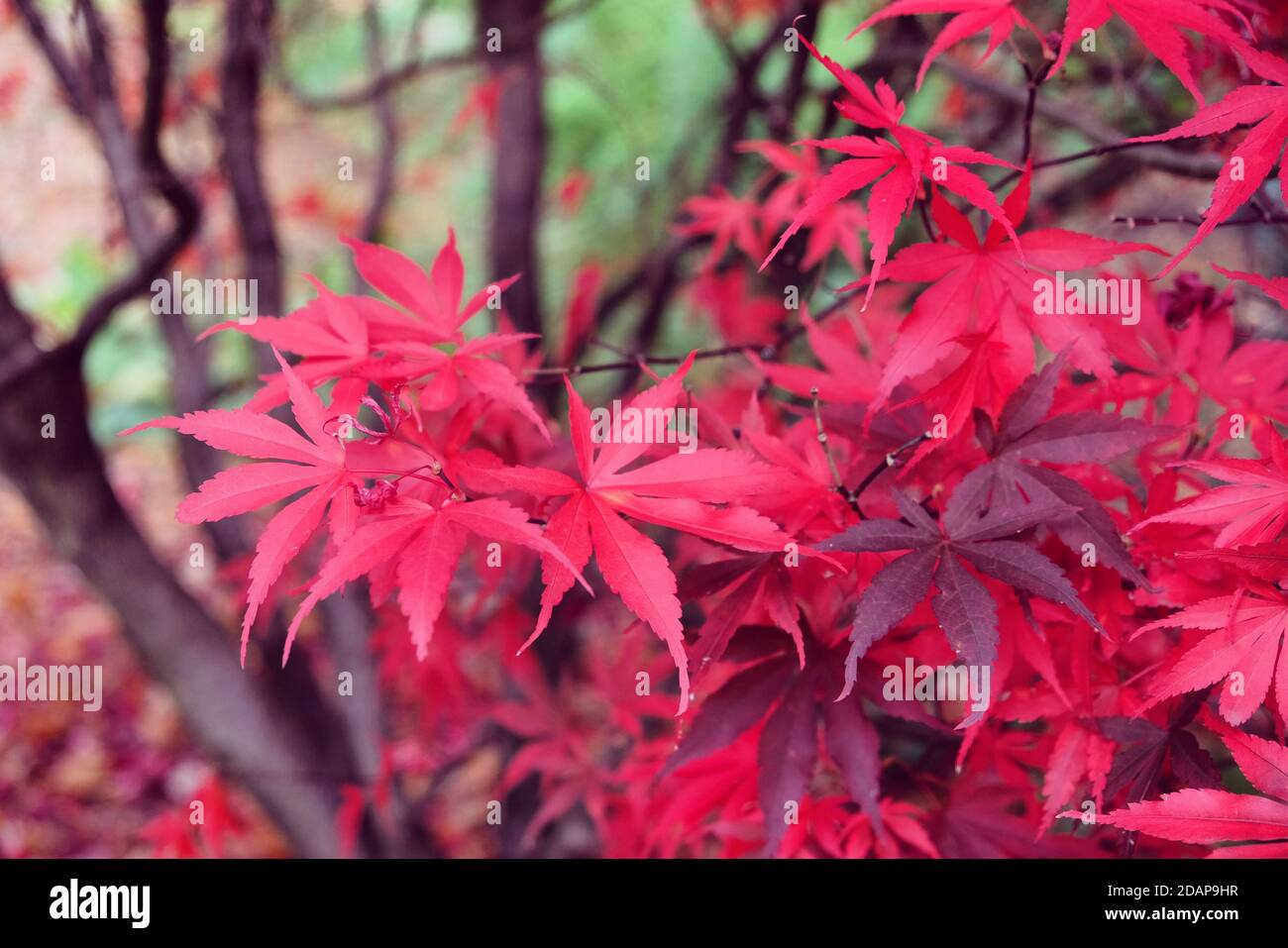 Le foglie di rosso brillante dell'acero Acer palmate (Acero giapponese durante l'autunno Foto Stock