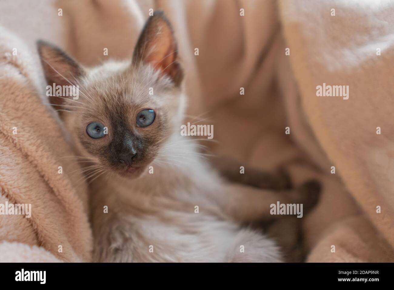 Purebred sei settimane vecchio gatto Siamese con occhi blu a forma di mandorla su fondo cesto beige. Eccitato tailandese o Wichien Maat kitten Foto Stock