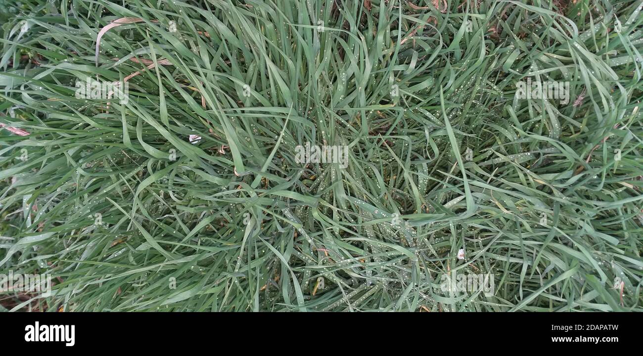 erba verde pallido con molte gocce di pioggia su di essa Foto Stock