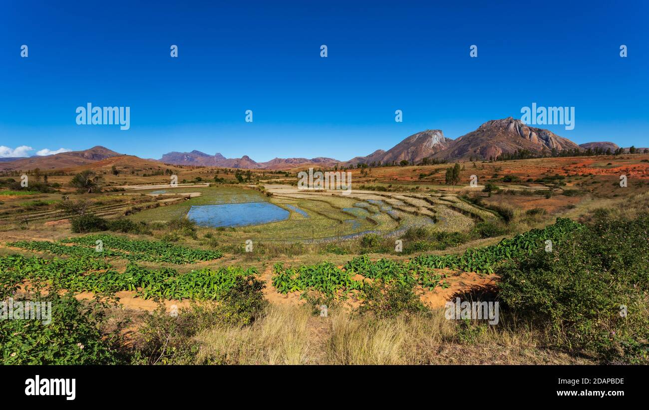 Parco nazionale Anja coltivazioni terrazzate paesaggio in una giornata di sole Foto Stock