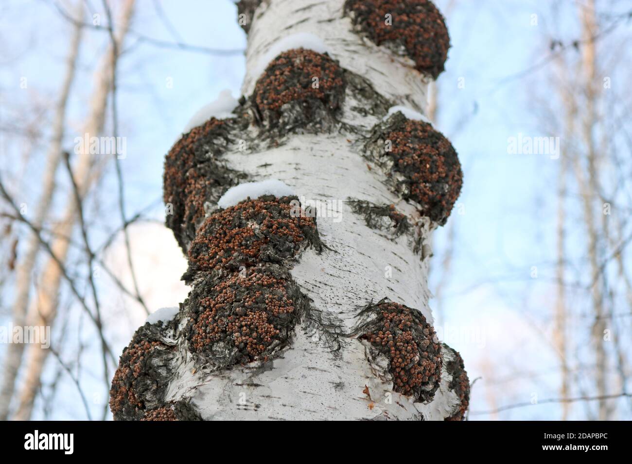 La Chaga (Inonotus obliquus) è un fungo della famiglia Hymenochaetaceae. Medicina potenziale per coronavirus e cancro. Parassita gli alberi di betulla. Foto Stock