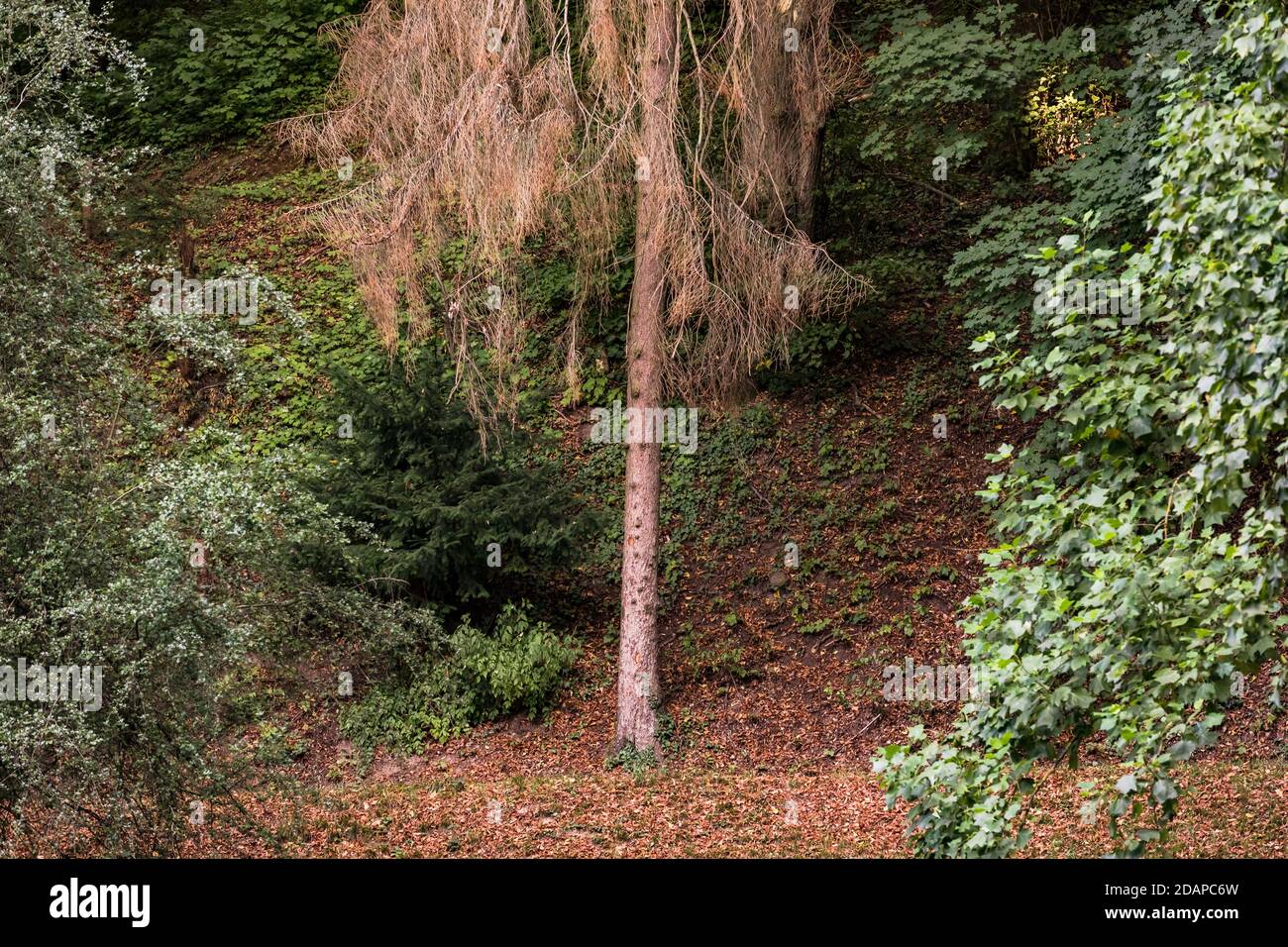 Fotografia di singoli alberi di abete rosso malati in un misto verde foresta in Germania Foto Stock