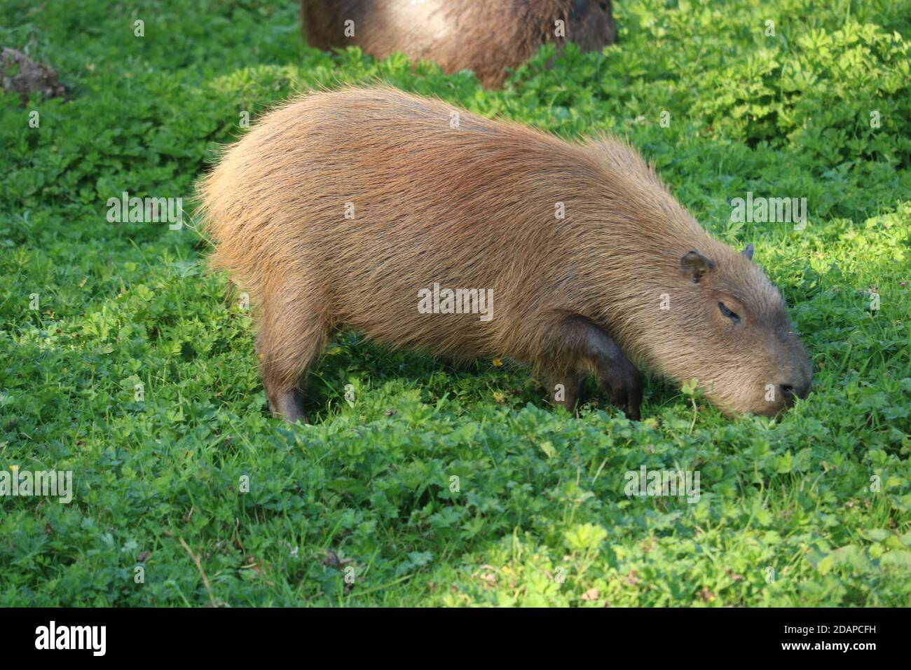 Capybara (Hydrochoerus hydrochaeris) allo zoo di Chester Foto Stock