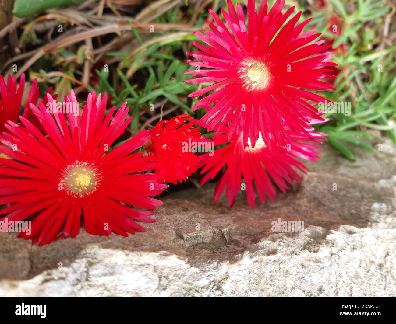 Fiore dei Monti Vallirana Foto Stock