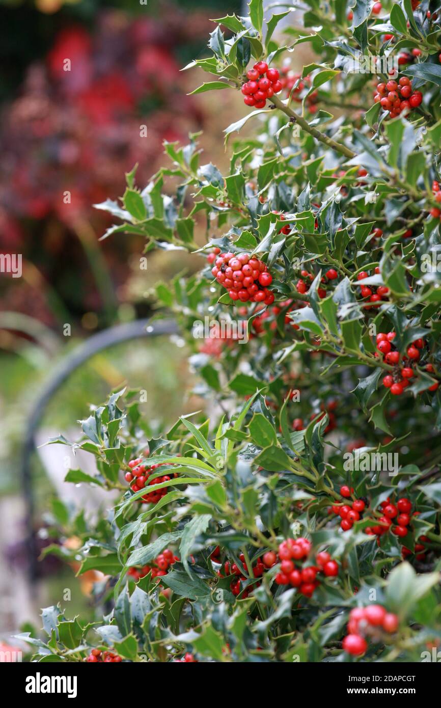 piccoli alberi di agrifoglio con bacche Foto Stock