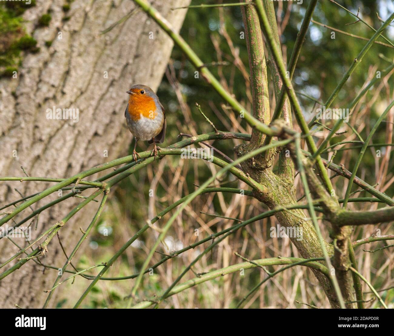 Un robin appollaiato su un ramo di albero nel bosco in Hardwick Park,Stockton-on-Tees,l'Inghilterra,UK Foto Stock