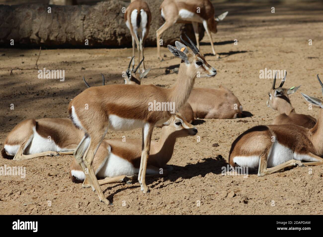 Gazelle dorca Sahariana crogiolarsi al sole Foto Stock