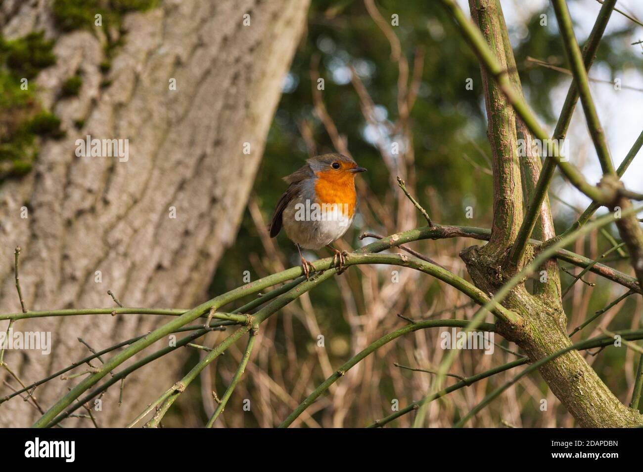 Un robin appollaiato su un ramo di albero nel bosco in Hardwick Park,Stockton-on-Tees,l'Inghilterra,UK Foto Stock