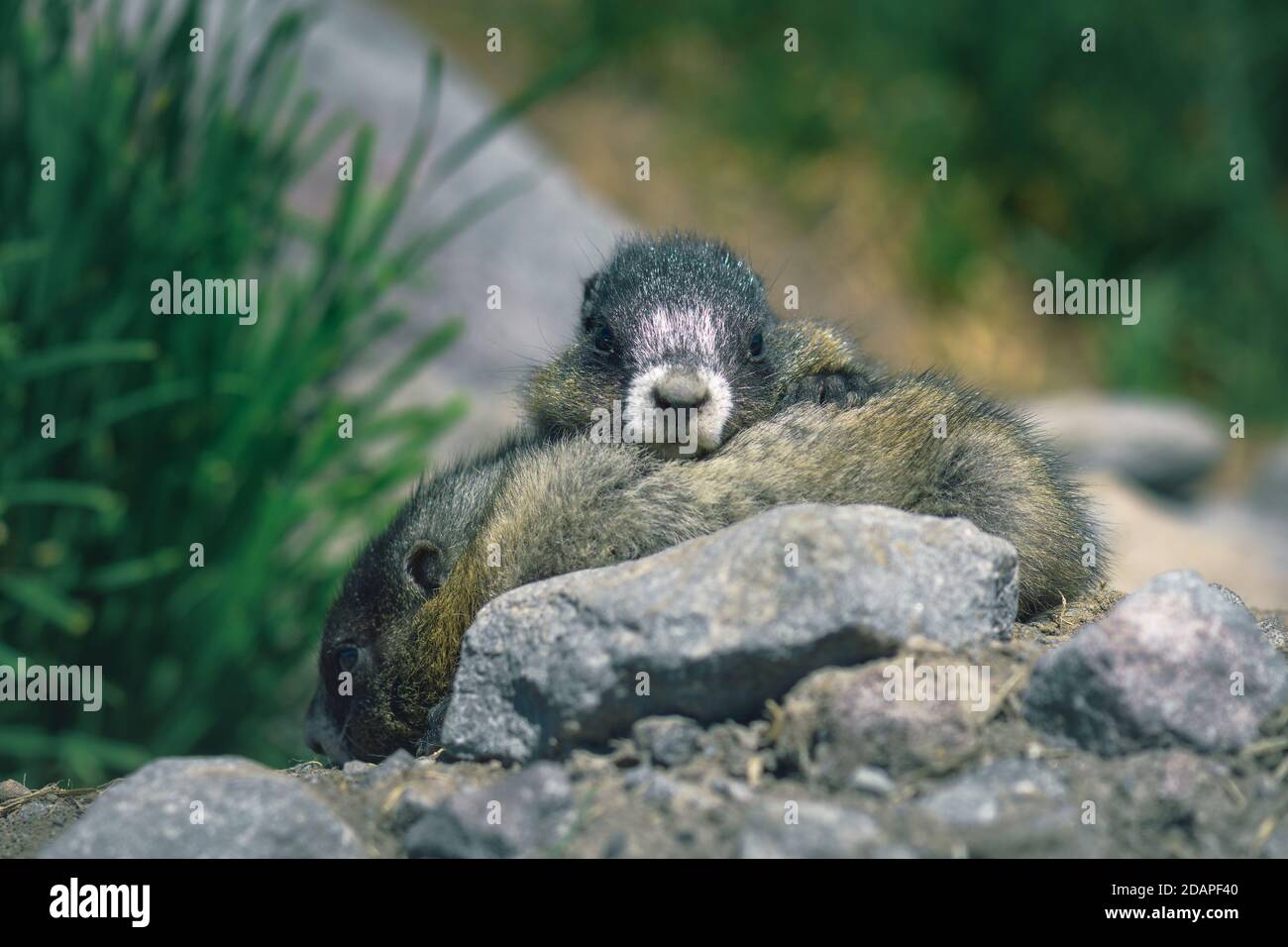Cute baby marmots coccolare nel sole estivo sul Monte Baker, Washington Foto Stock