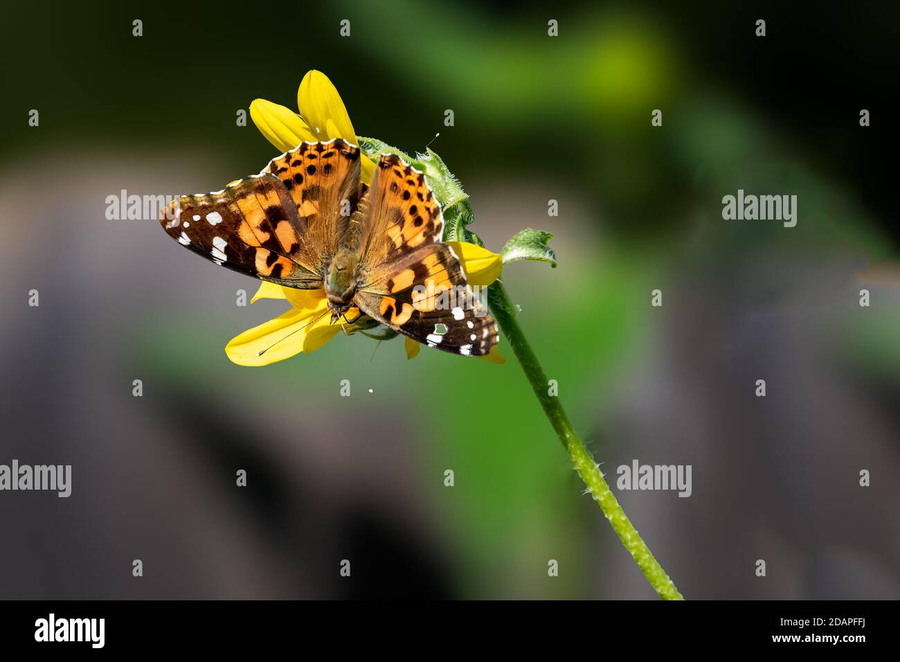 Farfalla dipinta (Vanessa Cardui) appollaiato su un fiore giallo contro un cielo blu luminoso Foto Stock