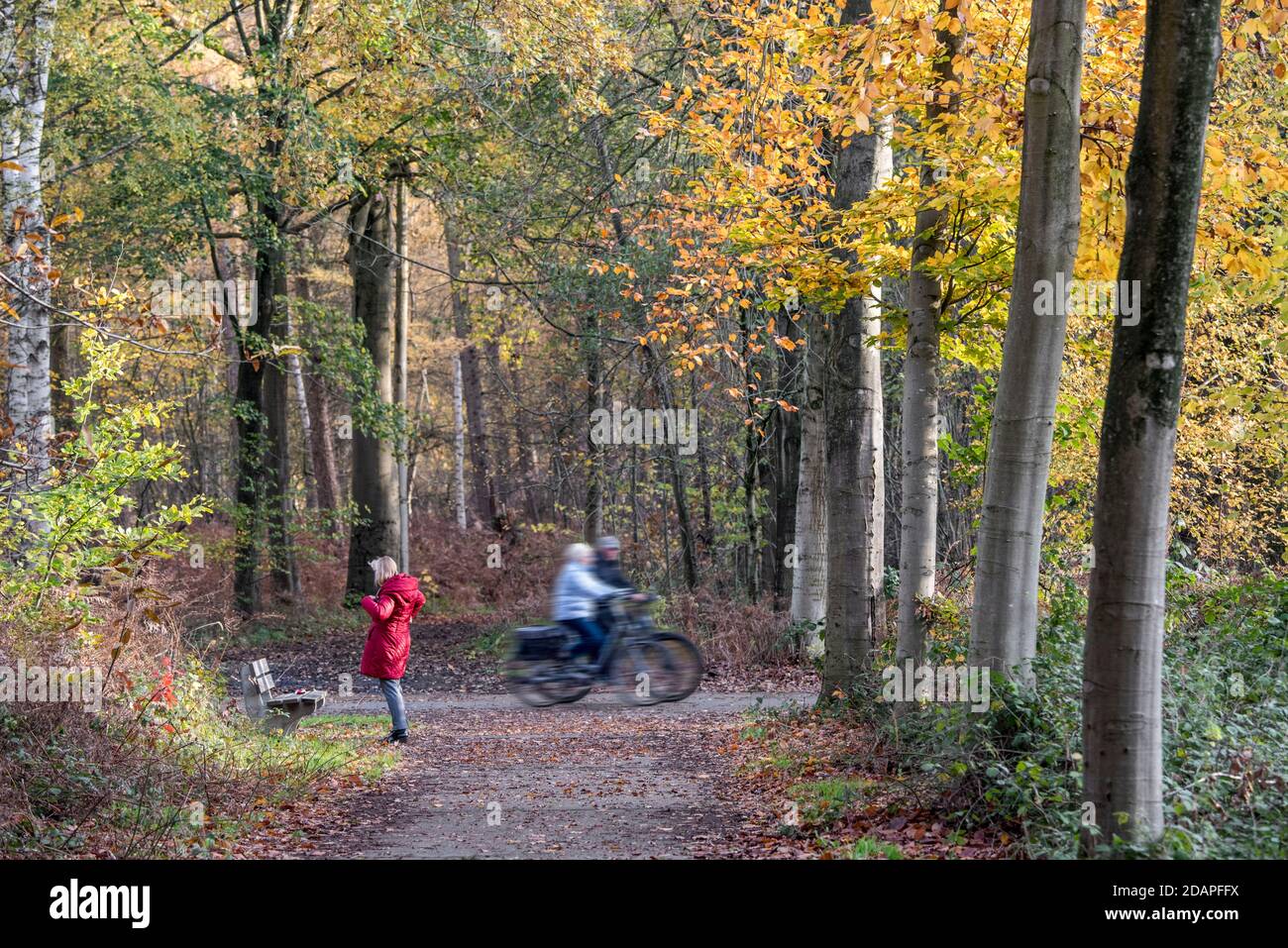 Due ciclisti anziani e donne camminano sul sentiero forestale in woodland durante il fine settimana pieno di impegni in autunno Foto Stock