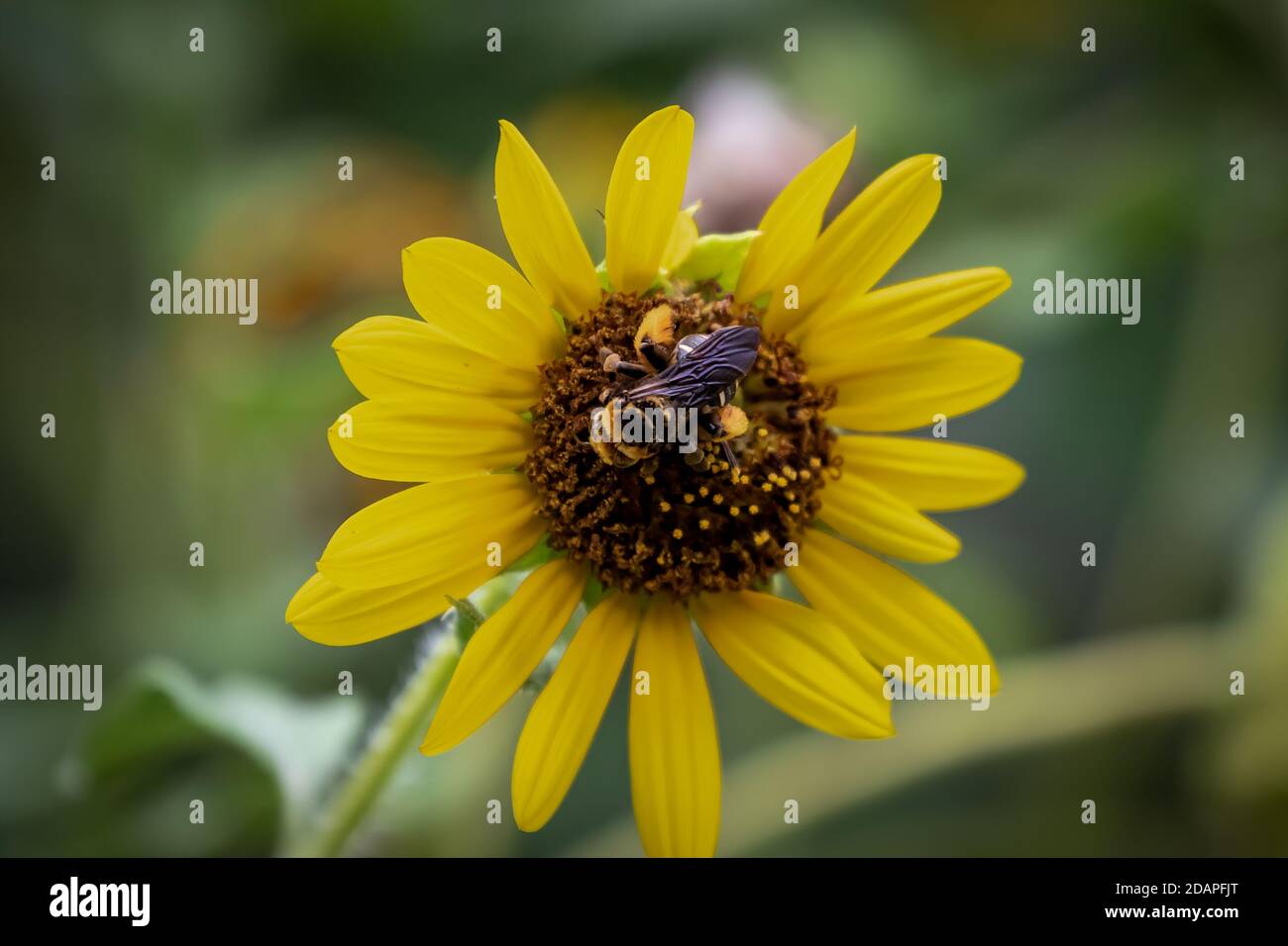 Ape bumble su un girasole in un giardino di cortile Foto Stock