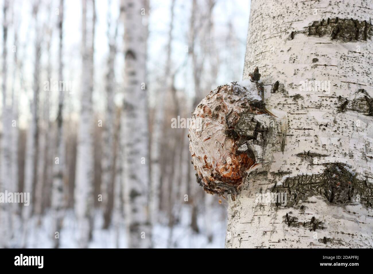 La Chaga (Inonotus obliquus) è un fungo della famiglia Hymenochaetaceae. Medicina potenziale per coronavirus e cancro. Parassita gli alberi di betulla. Foto Stock