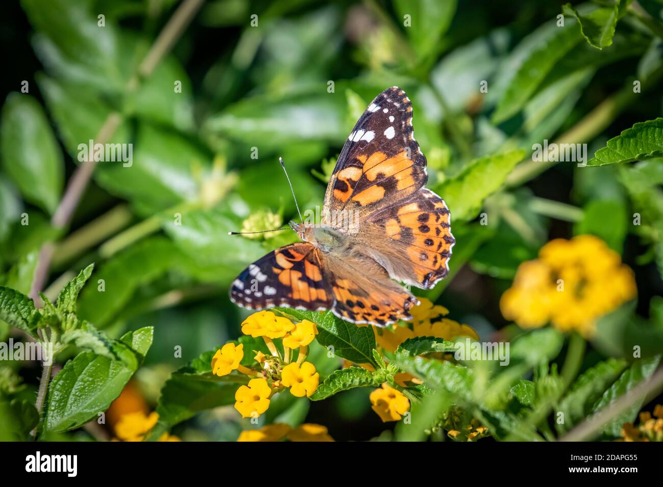Farfalla dipinta signora (Vanessa Cardui) in giardino verde Foto Stock