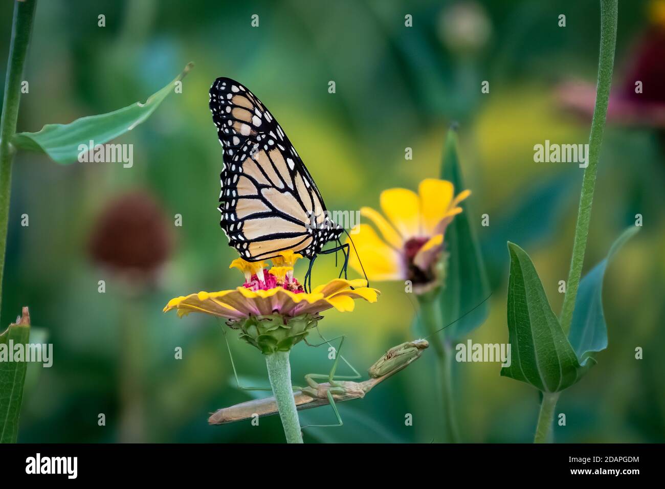 Farfalla monarca (Danaus plexippus) appollaiata su un fiore giallo Foto Stock