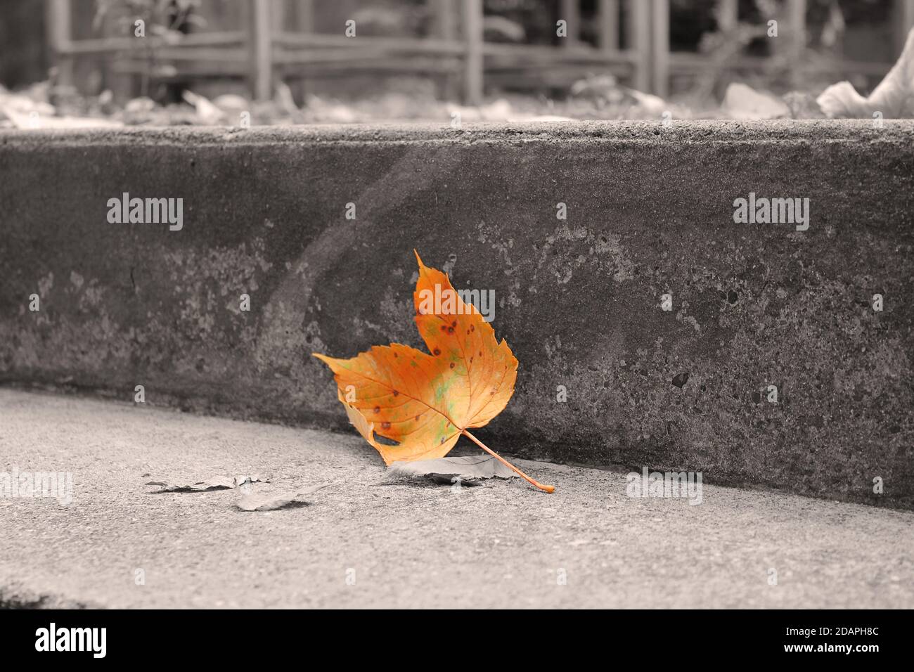 Una foglia colorata in bianco e nero su una scala Foto Stock