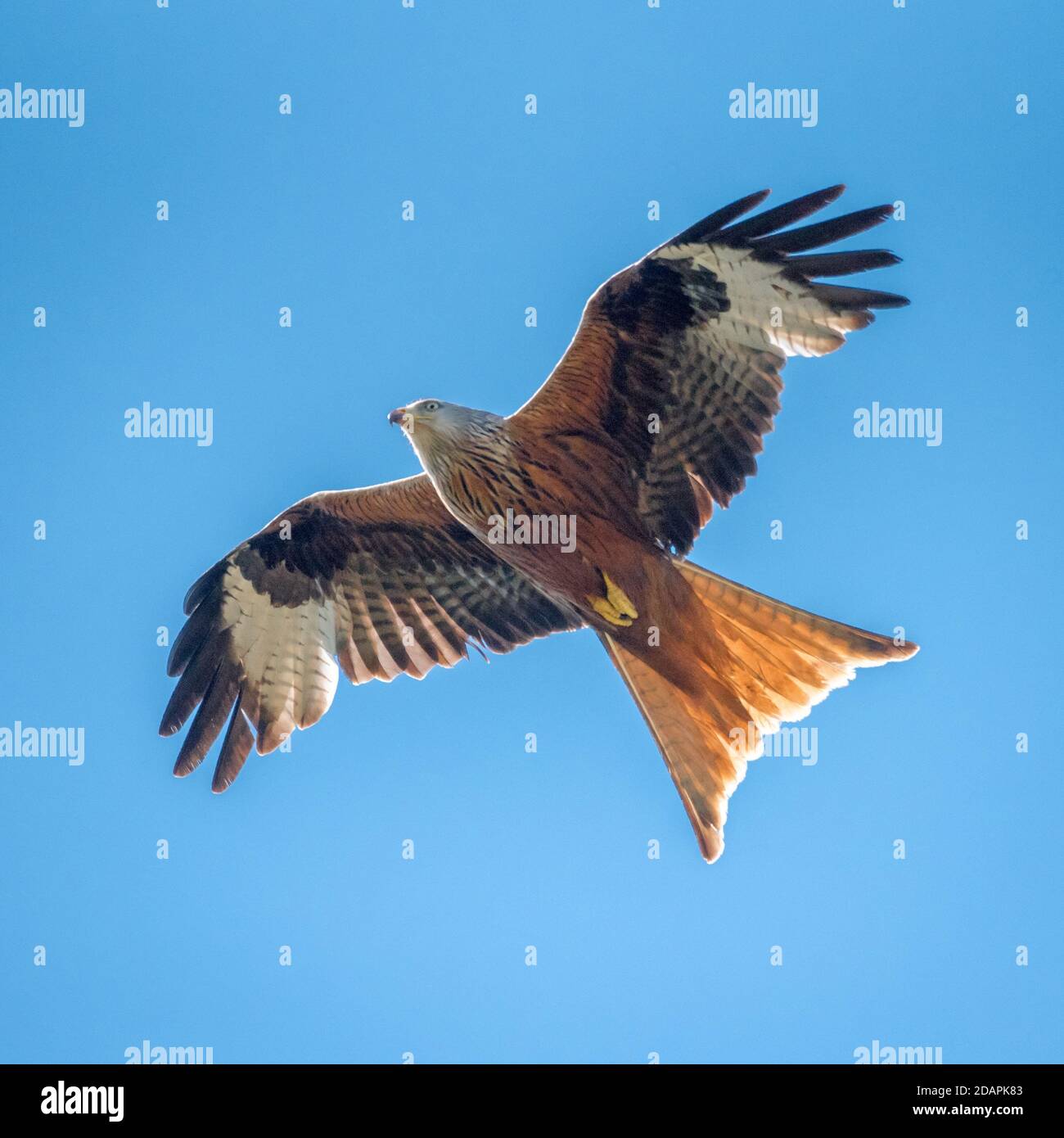 Red Kite Bird Flying - volare in cielo sopra il sud English Country Garden Foto Stock