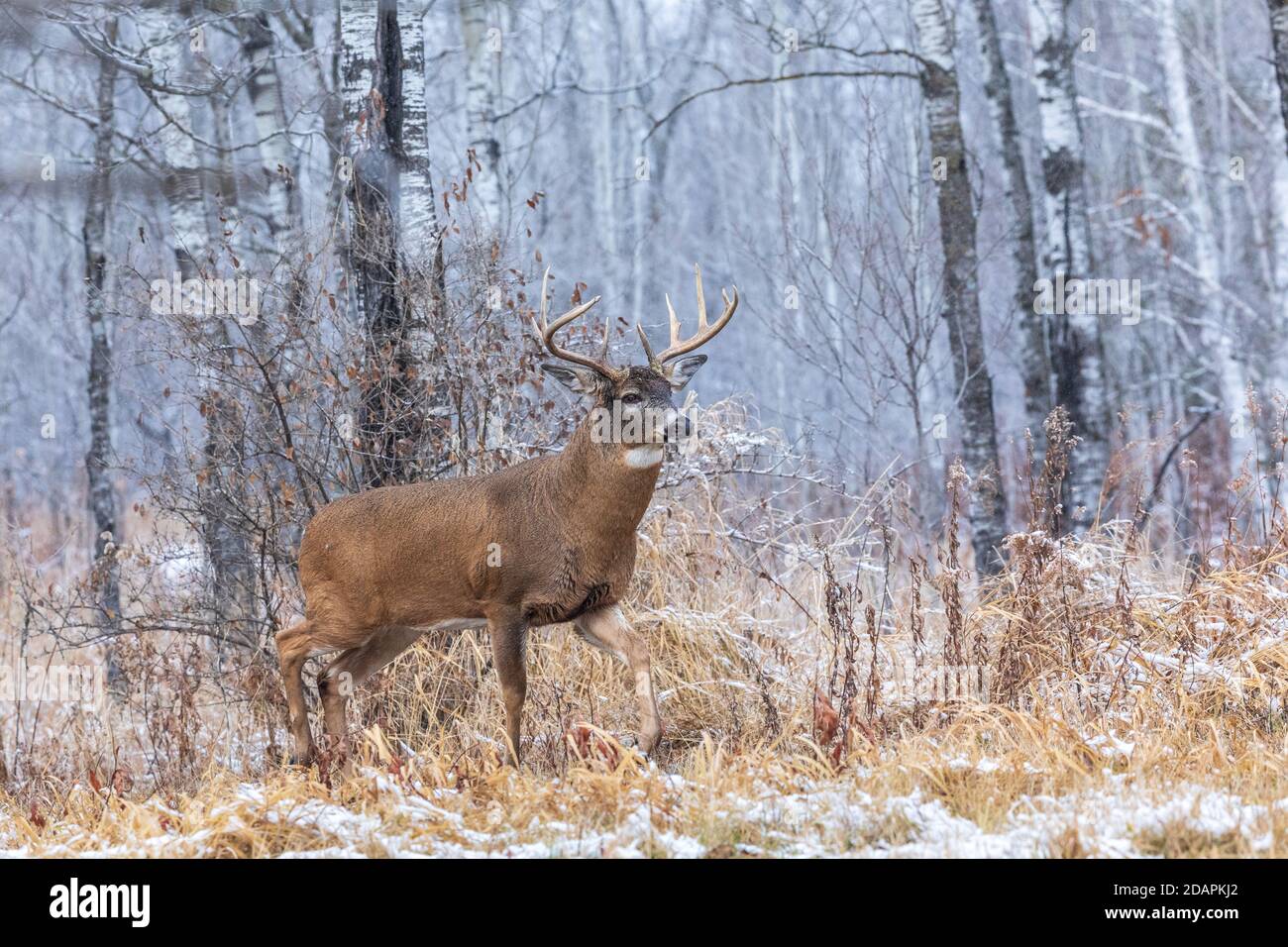 Buck maturo dalla coda bianca durante la rotta nel Wisconsin settentrionale. Foto Stock