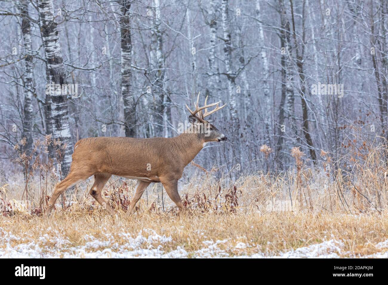 Buck maturo dalla coda bianca durante la rotta nel Wisconsin settentrionale. Foto Stock