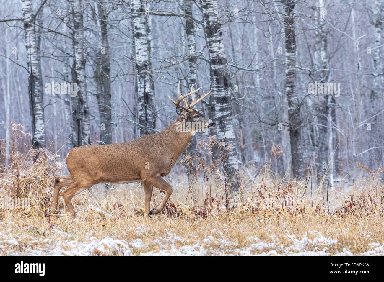 Buck maturo dalla coda bianca durante la rotta nel Wisconsin settentrionale. Foto Stock