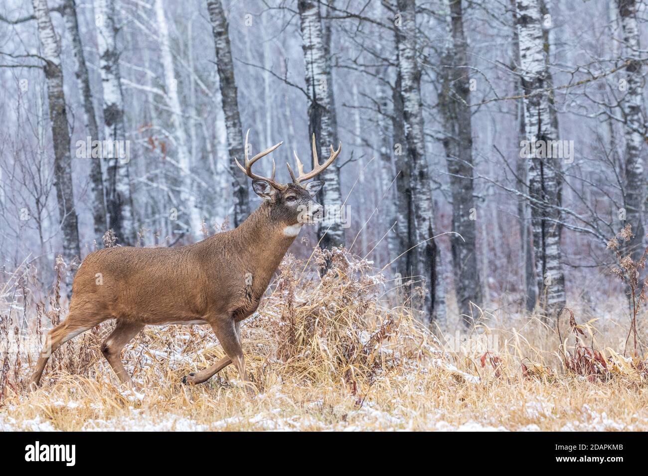 Buck maturo dalla coda bianca durante la rotta nel Wisconsin settentrionale. Foto Stock