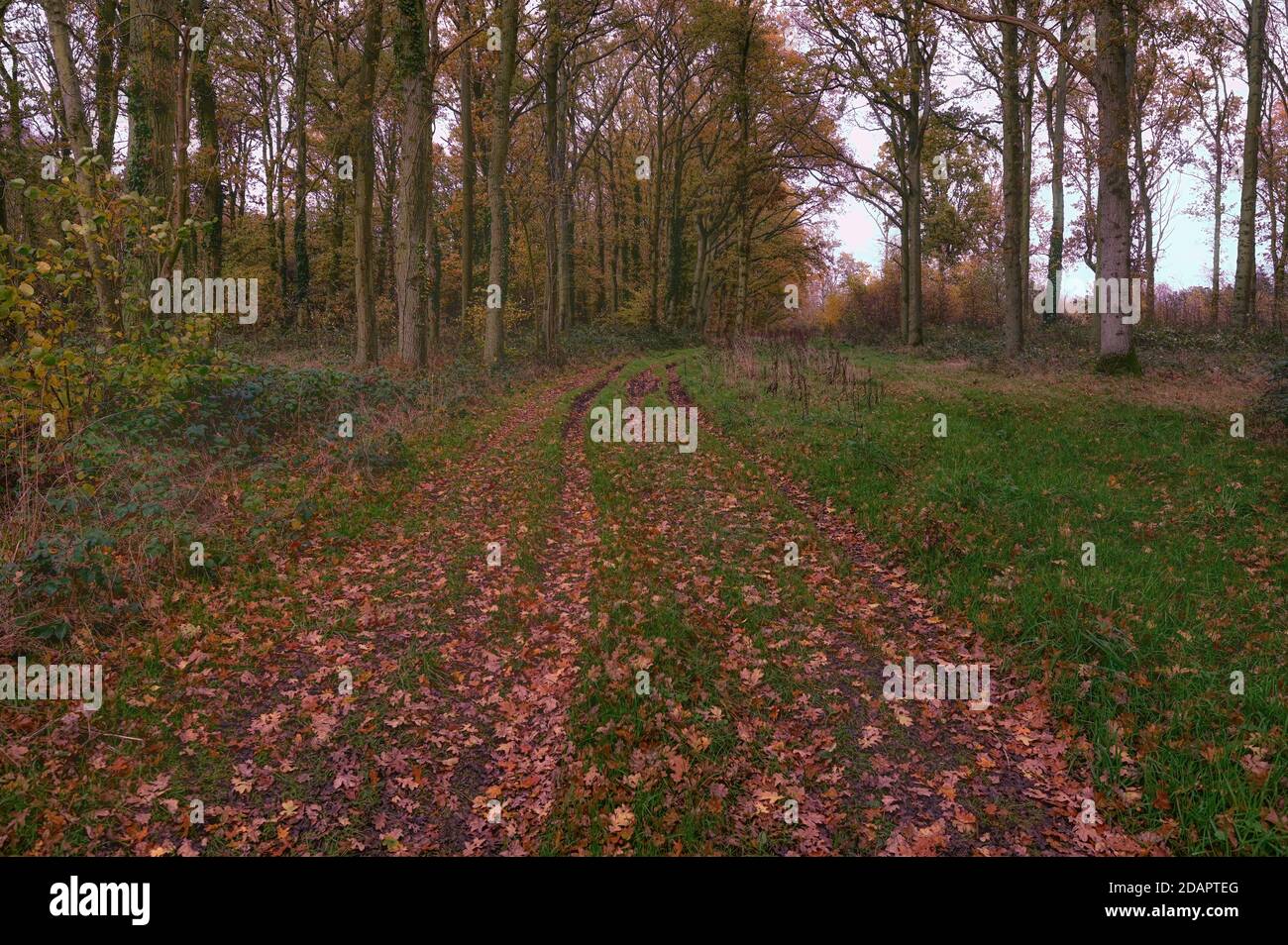 Bosco di Norfolk in piedi con foglie dorate cadute su un fangoso traccia Foto Stock