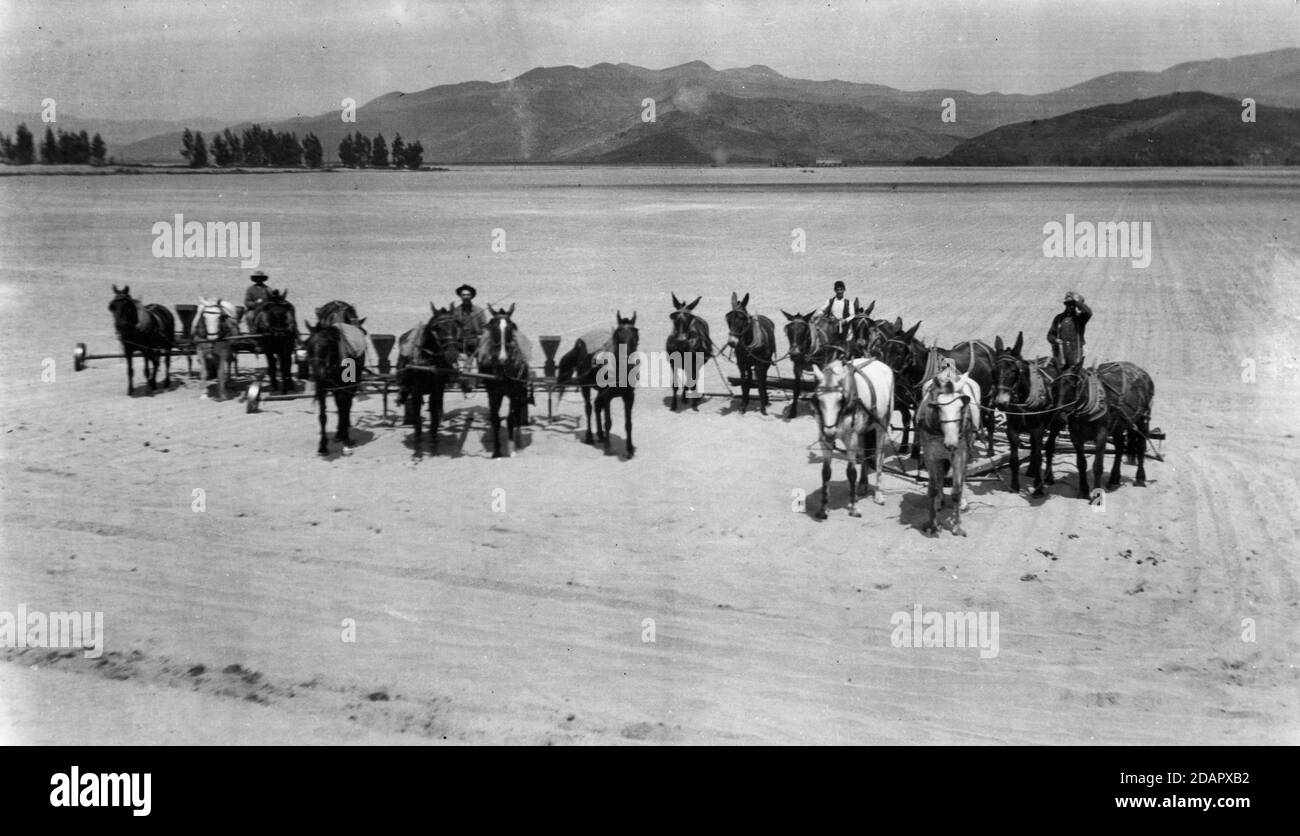 Camarillo, California, Horses e Mule nei campi agricoli Foto Stock