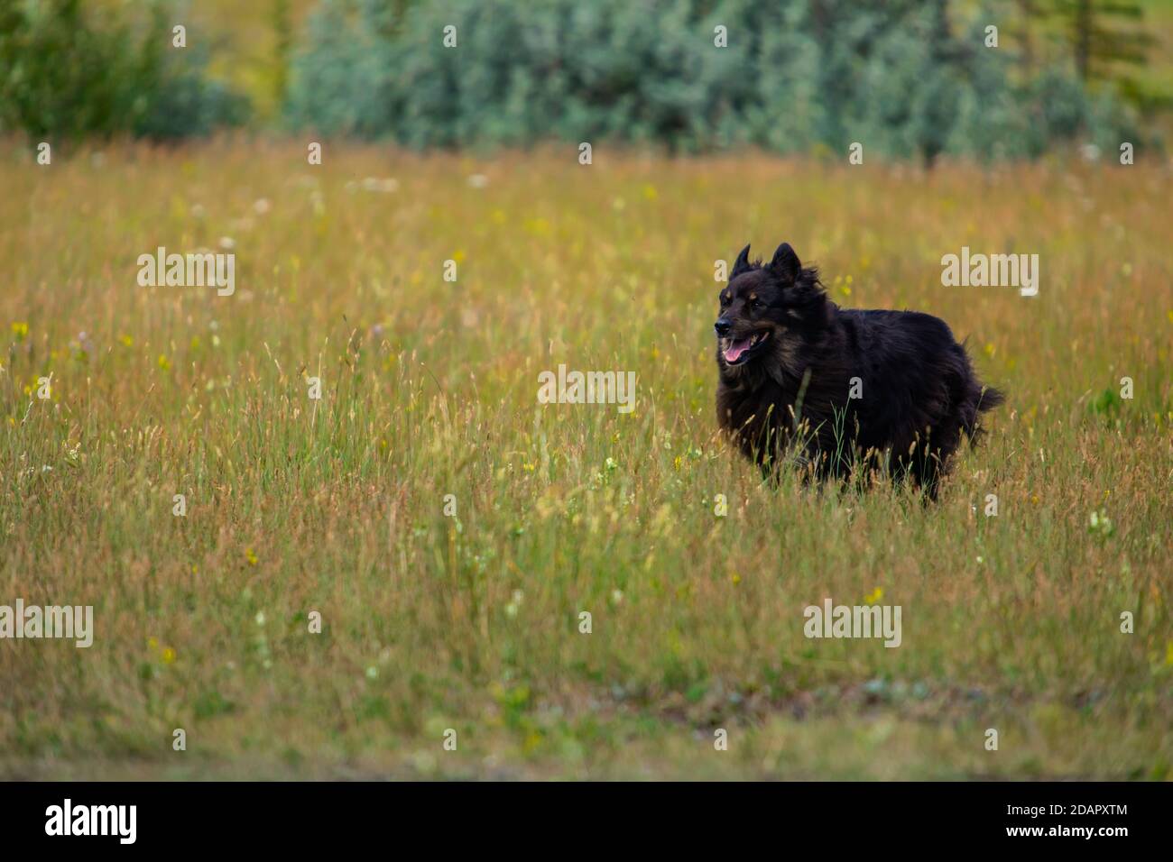 Robusto cane nero di medie dimensioni con lunga pelliccia nera che corre intorno, felice e libero nell'erba alta di un prato di montagna circondato da lussureggianti pini Foto Stock