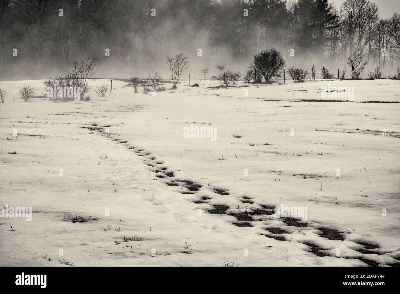 Neve che soffia in un campo a Princeton, Massachusetts Foto Stock
