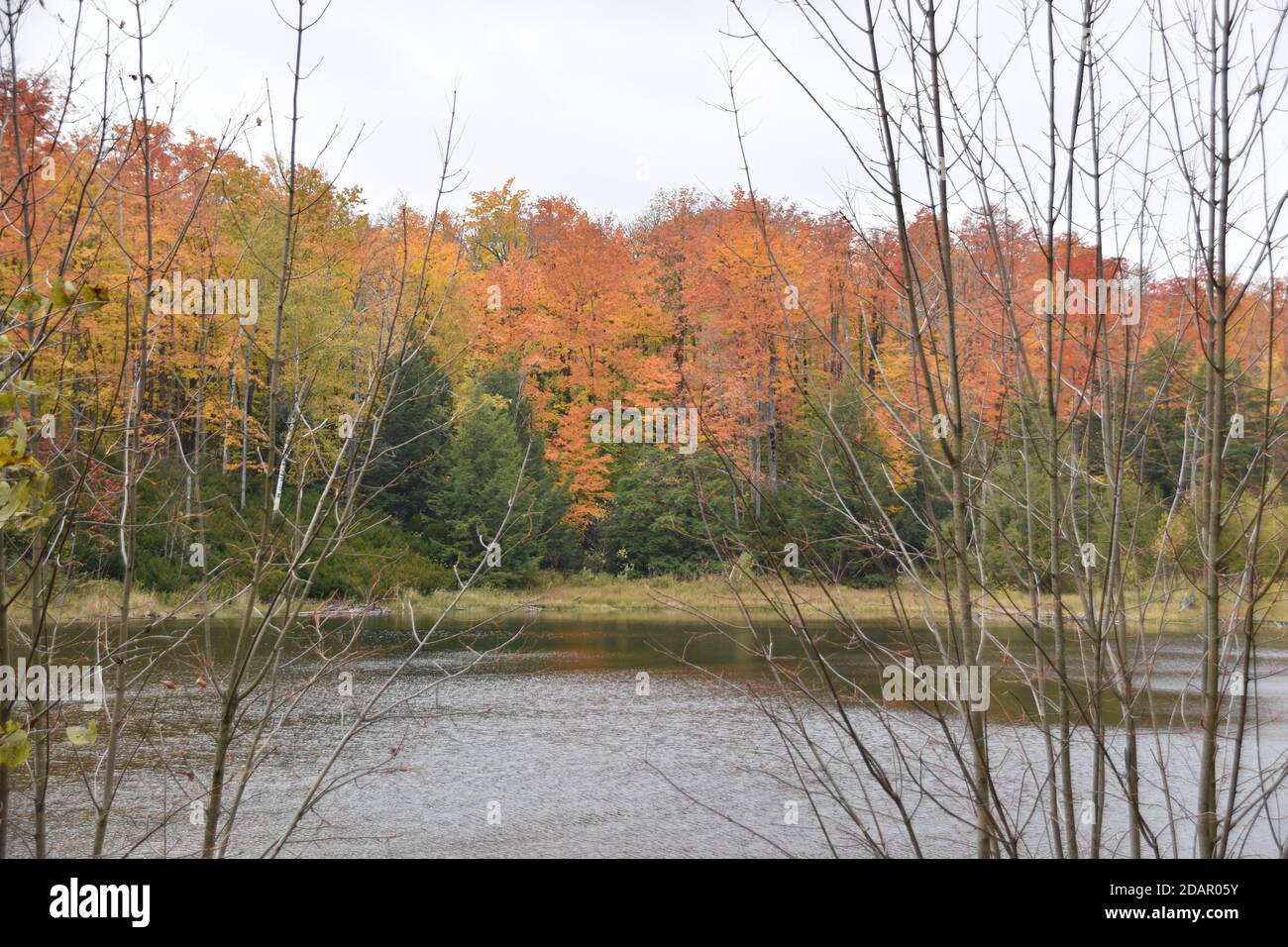 Goditi le splendide foglie mutevoli mentre fai un'escursione al Mono Cliffs Provincial Park, a Orangeville, Ontario, Canada. Foto Stock