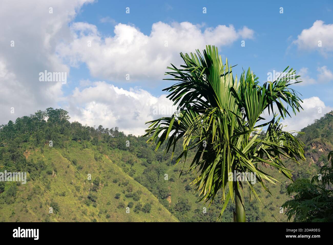 Palma di bambù ondeggiata d'inverno sullo sfondo dei pendii arbusti della montagna, stagione secca. Altopiano centrale dello Sri Lanka Foto Stock