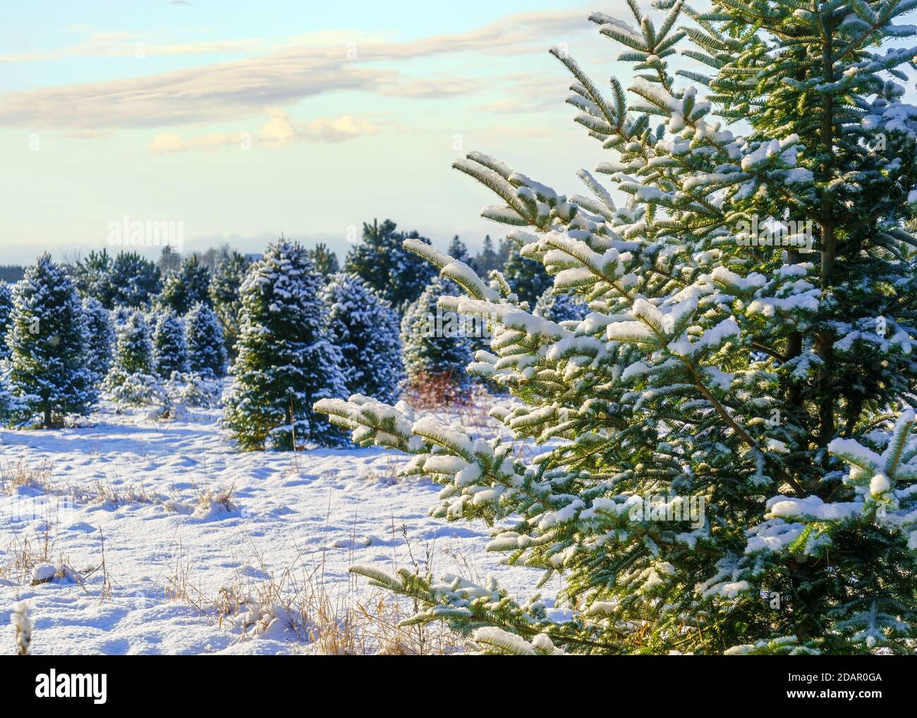 Abete balsamo in un allevamento di alberi di Natale coperto da una coperta di neve. Foto Stock
