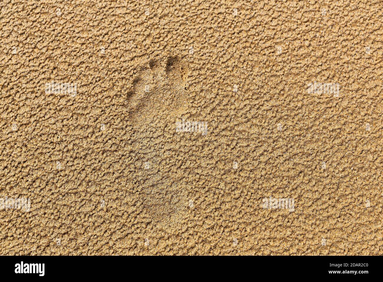 Footprint nella sabbia, piede sinistro, immagine di sfondo, Vestfiroir, Westfjords, Islanda Foto Stock
