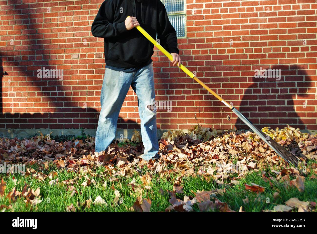 Uomo caucasico con grandi foglie di afro raking brune nel caduta Foto Stock