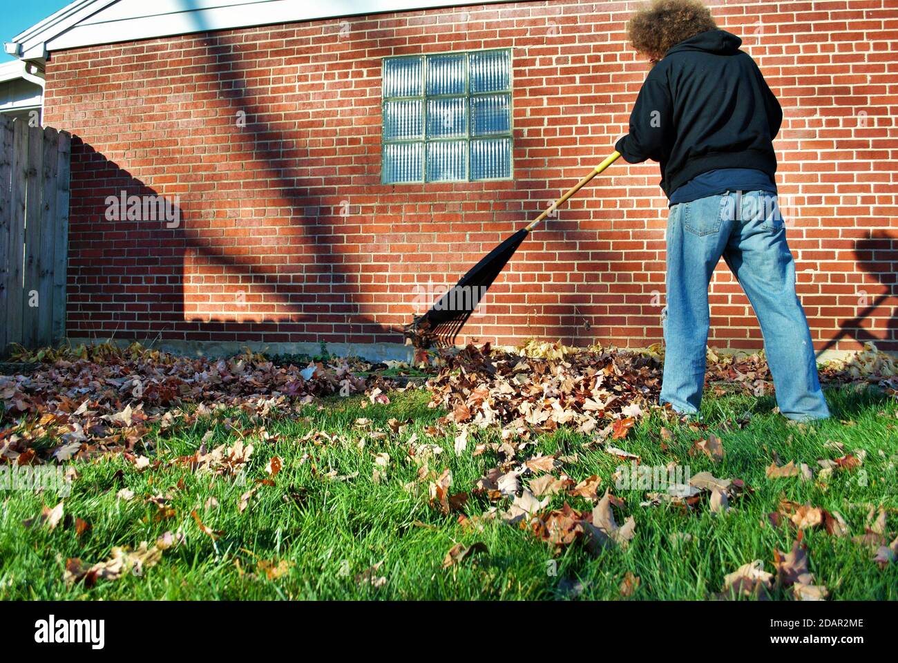 Uomo caucasico con grandi foglie di afro raking brune nel caduta Foto Stock