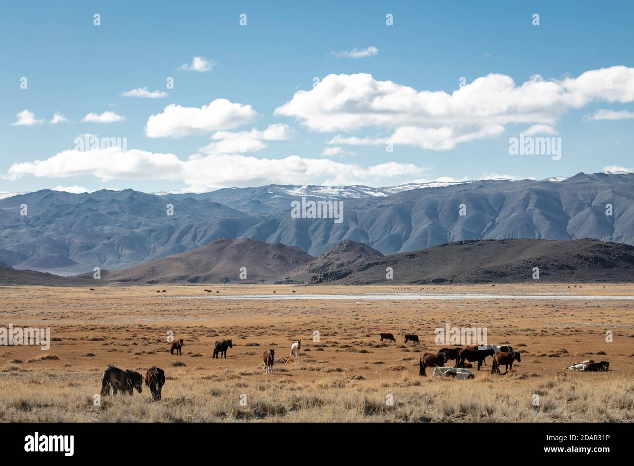 Paesaggio, cavalli da pascolo, insediamento nomade, Altai, Mongolia Foto Stock