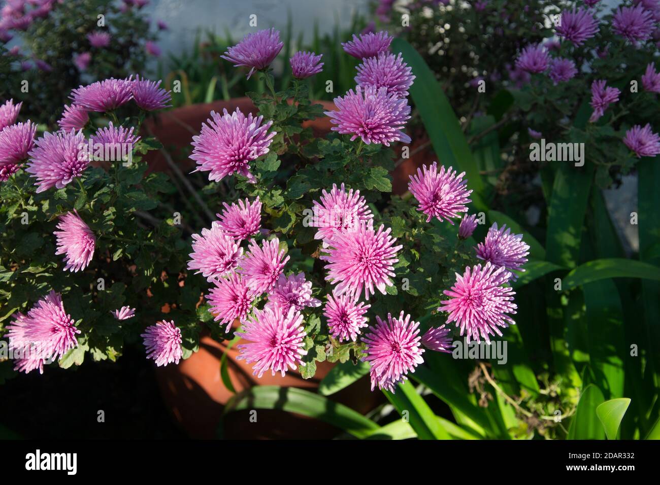 Fiori di crisantemo rosa su sfondo bianco e verde Foto Stock