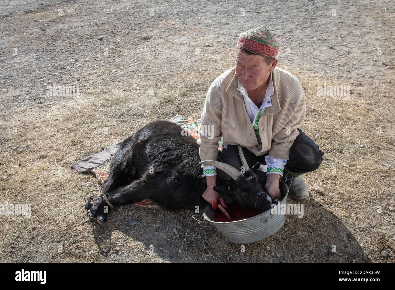 SPAI Bashakhan, capo di una famiglia nomade nei monti Altai, macellazione di una capra, provincia di Olgii, Mongolia Foto Stock